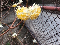Edgeworthia