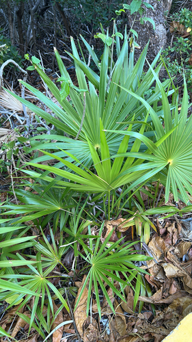 Thrinax radiata
