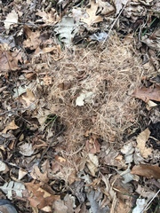 Sciuromorpha