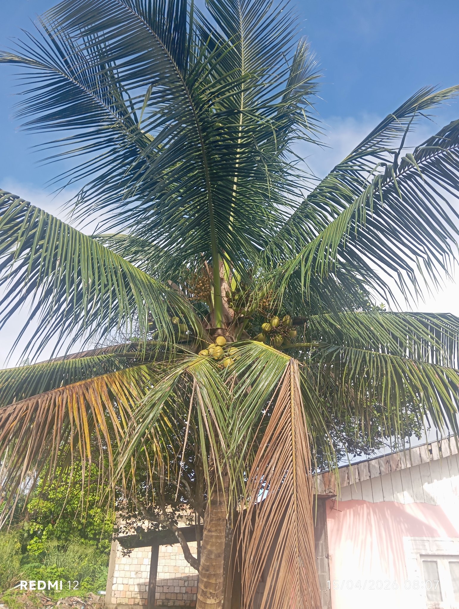 Cocos nucifera