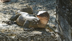 Varanus indicus