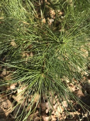 Pinus strobus