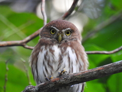 Glaucidium brasilianum