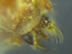 Pristiphora punctifrons