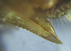 Pristiphora punctifrons