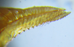 Pristiphora punctifrons