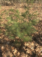 Pinus strobus