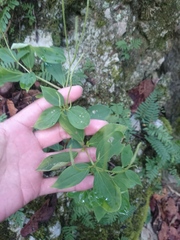 Peperomia liebmannii