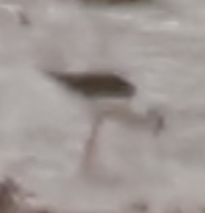 Black-winged Stilt
