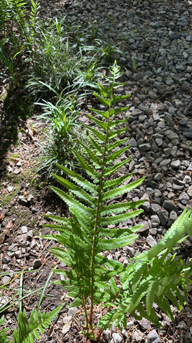 Dryopteris tokyoensis iNat (2)