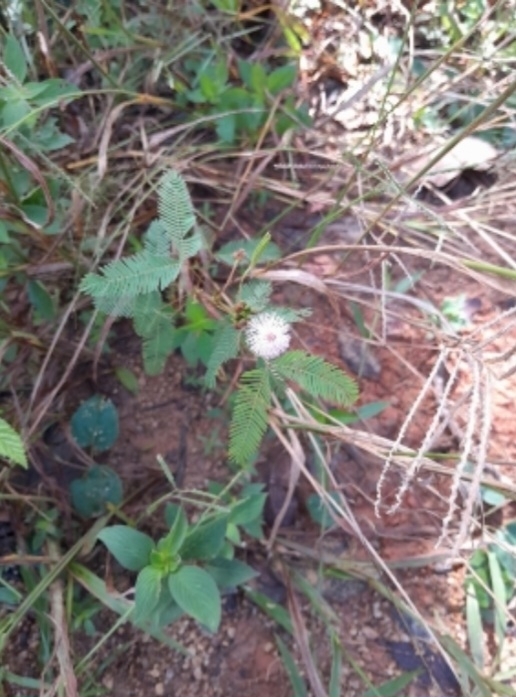Mimosa pudica