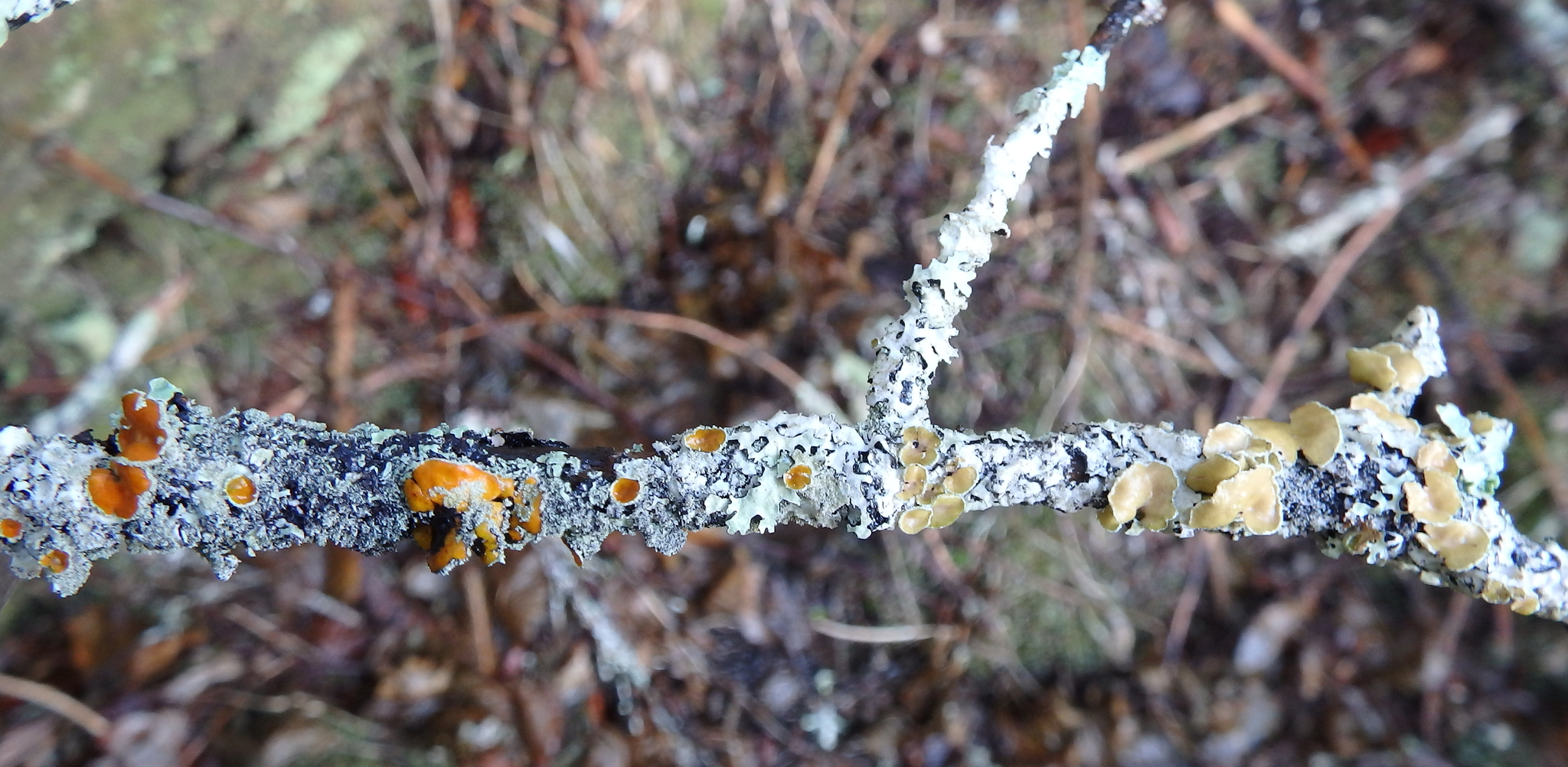 Parmelia image