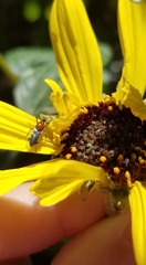 Dilophus occipitalis