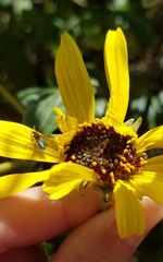 Dilophus occipitalis