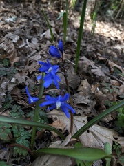 Scilla forbesii