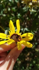 Dilophus occipitalis