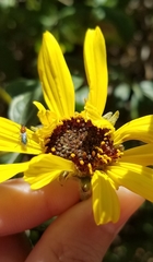 Dilophus occipitalis