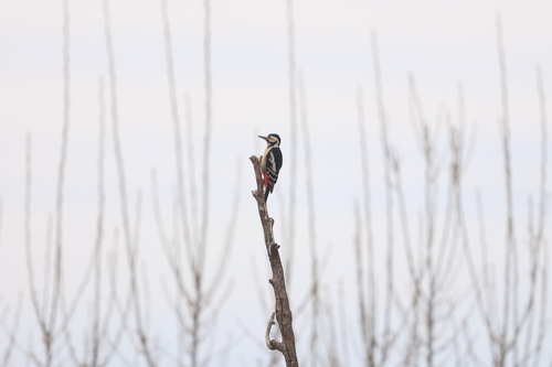Great Spotted Woodpecker