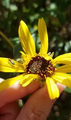 Dilophus occipitalis