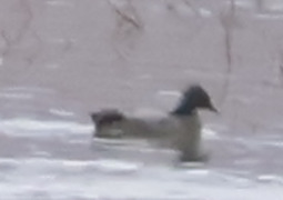 Falcated Duck