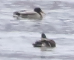 Mallard