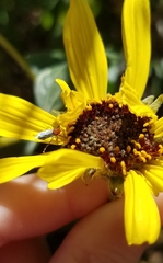 Dilophus occipitalis