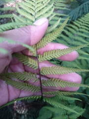 Amauropelta concinna