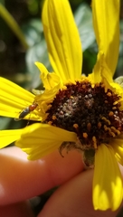 Dilophus occipitalis