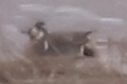 Baikal Teal