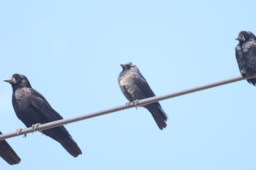 Daurian Jackdaw