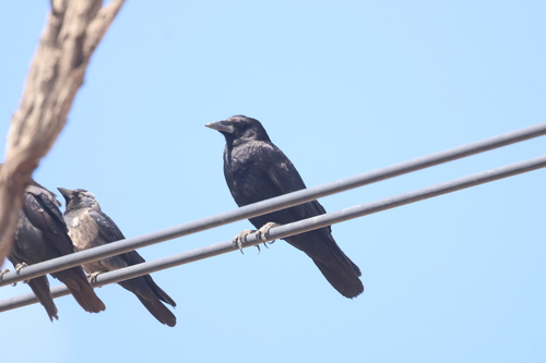 Carrion Crow