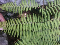 Amauropelta concinna