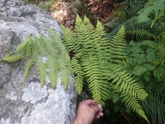 Amauropelta concinna