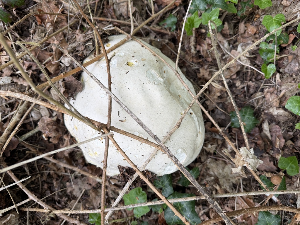 Calvatia gigantea · April 2026 · photo: © wildhamandpetersham (iNaturalist, cc-by)