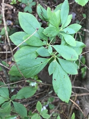 Rhododendron pilosum