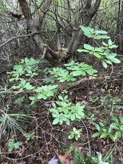 Rhododendron pilosum