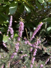 Ericeae