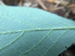 Rhododendron pilosum