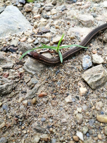 Urotheca multilineata