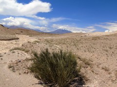 Ephedra breana