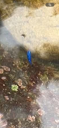 Stegastes acapulcoensis
