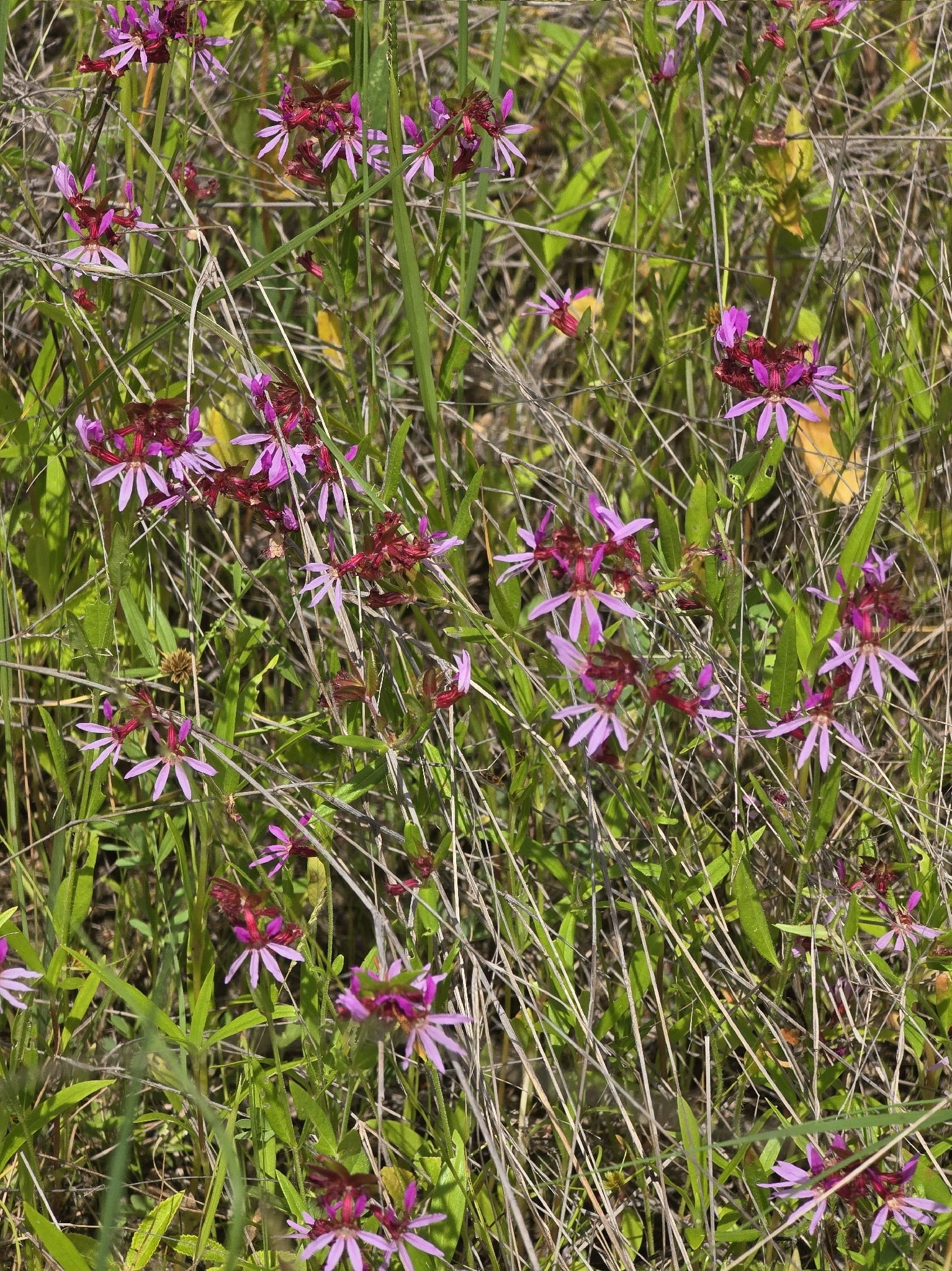 Cuphea campestris