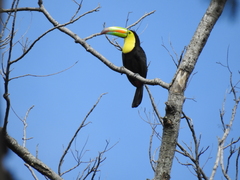 Ramphastos sulfuratus