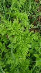 Torilis nodosa
