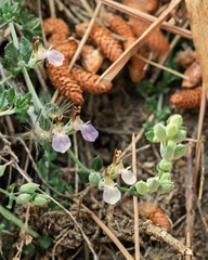 Teucrium microphyllum