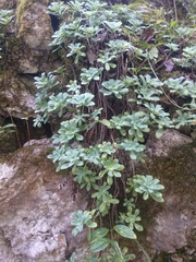 Sedum palmeri