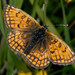 Grisons Fritillary - Photo (c) Paolo Mazzei, some rights reserved (CC BY-NC), uploaded by Paolo Mazzei