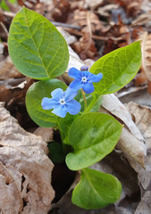 Omphalodes verna