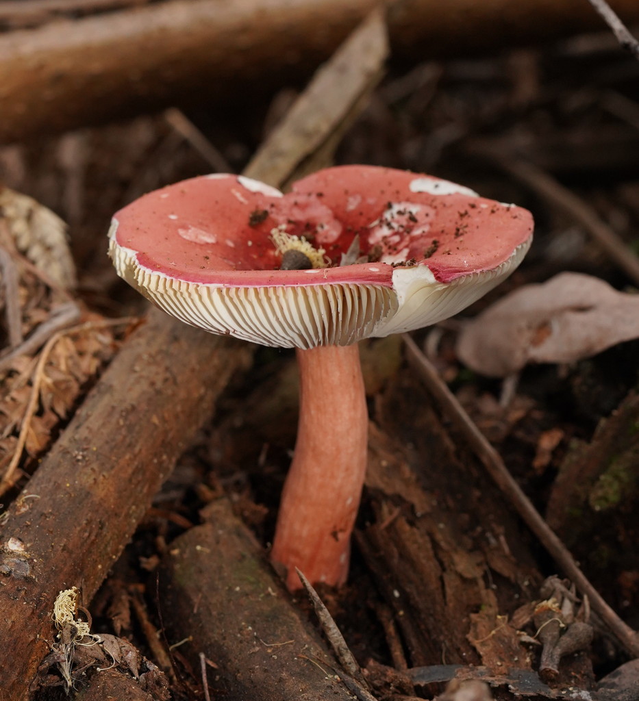 Lepidinae