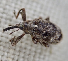 Anthonomus pomorum